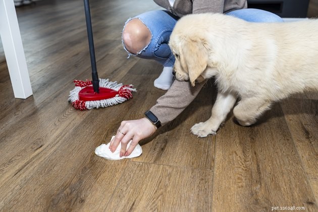 Is Simple Green Pet‑Safe? A Clear Look at Its Non‑Toxic Formulas