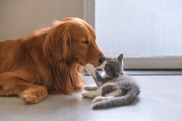 Is Simple Green Pet‑Safe? A Clear Look at Its Non‑Toxic Formulas