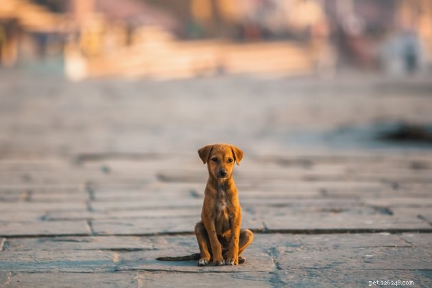 Why Microchipping Your Pet Saves Lives: Key Benefits & Statistics