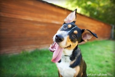 Why Microchipping Your Pet Saves Lives: Key Benefits & Statistics