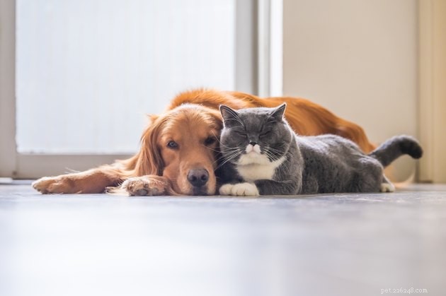 Do Pets Transport Bedbugs? What You Need to Know
