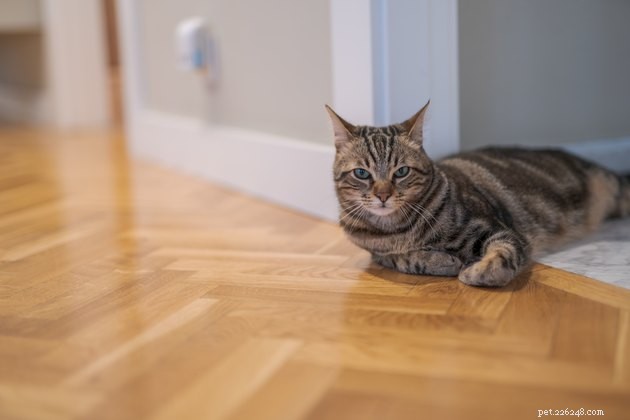 Is Simple Green Pet‑Safe? A Clear Look at Its Non‑Toxic Formulas
