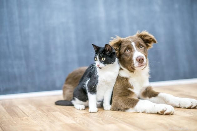 Do Pets Transport Bedbugs? What You Need to Know