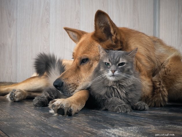 Is Simple Green Pet‑Safe? A Clear Look at Its Non‑Toxic Formulas