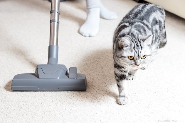 Effortless Pet Hair Removal: Clean Clothes Like a Pro