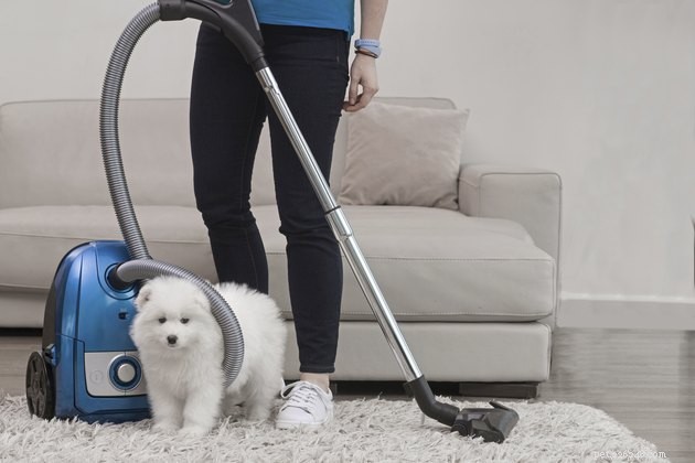 Effortless Pet Hair Removal: Clean Clothes Like a Pro
