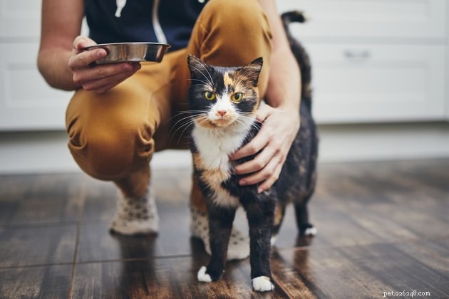 Including Your Pet in Your Will: Protecting Their Future After You’re Gone