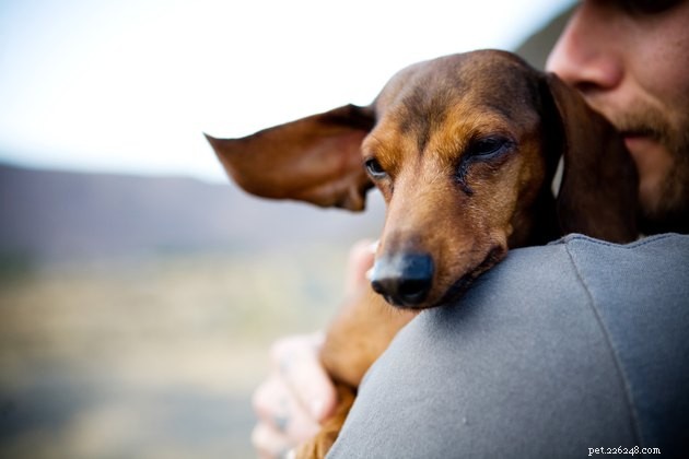Including Your Pet in Your Will: Protecting Their Future After You’re Gone