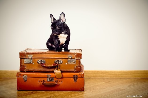 Amtrak Pet Policy: Bring Your Furry Friends on Board