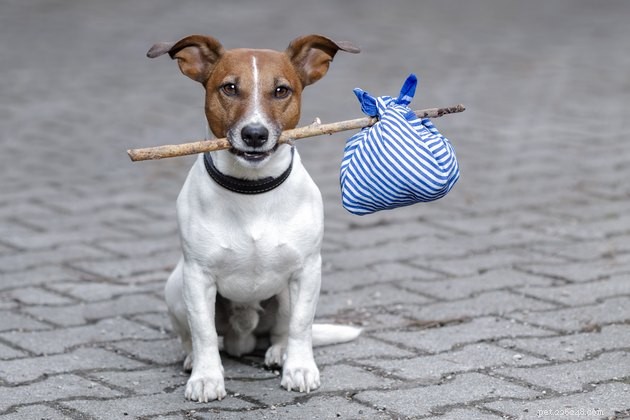 Amtrak Pet Policy: Bring Your Furry Friends on Board