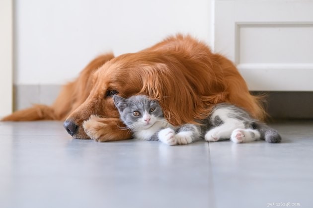 Are Household Cleaners Safe for Your Pets?