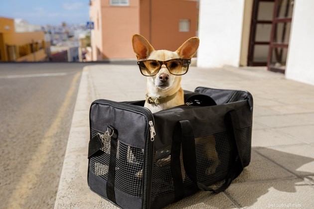 Amtrak Pet Policy: Bring Your Furry Friends on Board