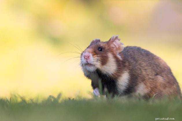 Wild Hamster Habitats: Where These Small Rodents Naturally Thrive