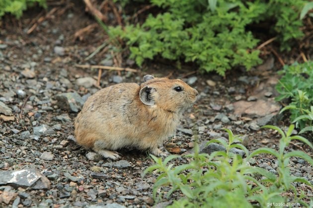 Wild Hamster Habitats: Where These Small Rodents Naturally Thrive