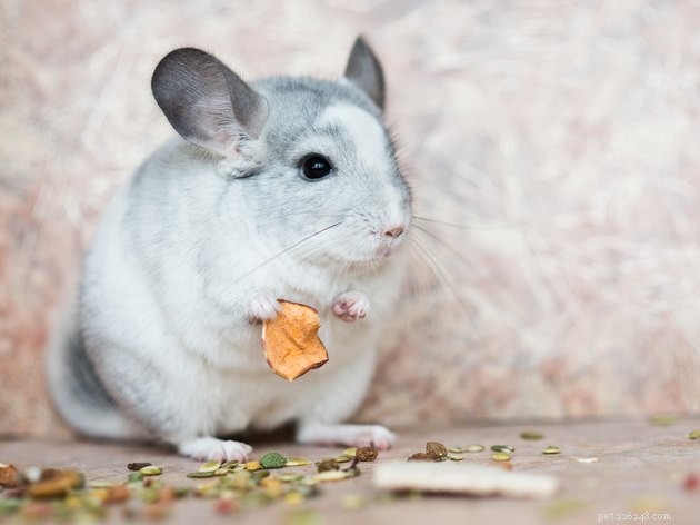 Are Chinchillas Ideal Pets? A Comprehensive Guide