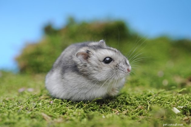 Wild Hamster Habitats: Where These Small Rodents Naturally Thrive