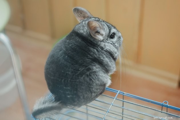 Are Chinchillas Ideal Pets? A Comprehensive Guide