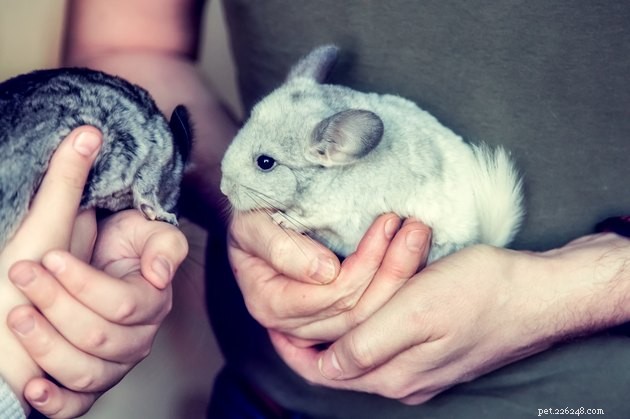 Are Chinchillas Ideal Pets? A Comprehensive Guide