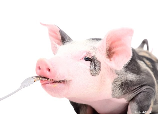 Are Pigs the Ideal Pet? A Comprehensive Guide to Miniature Pig Ownership