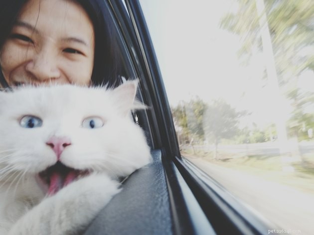 Can You Bring Your Pet on Uber or Lyft? Everything You Need to Know