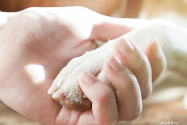 Coping with the Loss of a Beloved Pet: A Compassionate Guide