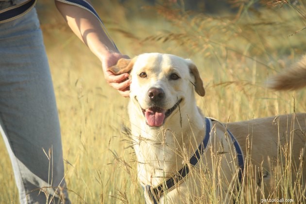 Understanding Pet Microchips: How They Keep Your Furry Friends Safe