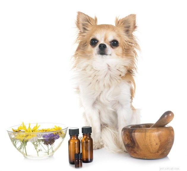 Essential Oil Diffusion Near Pets: Safety Tips for Pet Owners