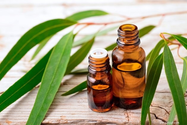 Essential Oil Diffusion Near Pets: Safety Tips for Pet Owners
