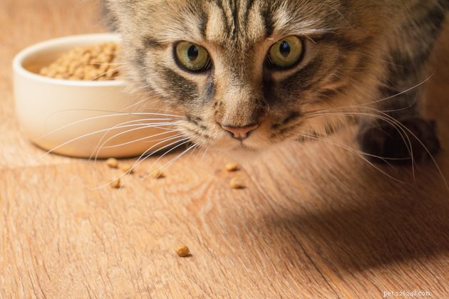 Debunking 6 Myths About Your Pet’s Dental Health