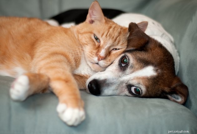 Is Diatomaceous Earth Safe for Pets? A Complete Guide