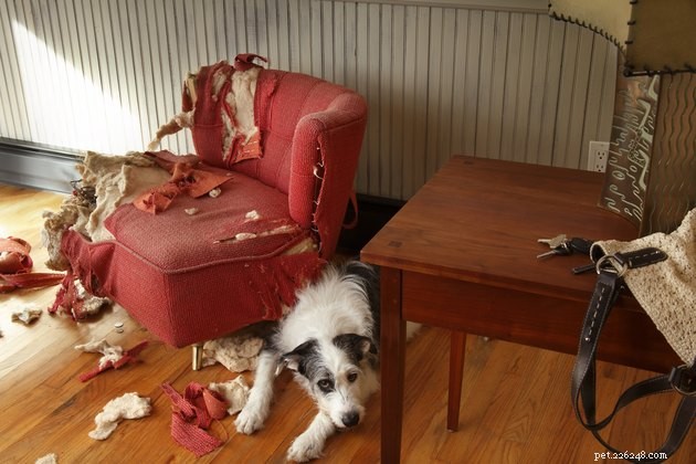 Critical Factors to Assess Before Surrendering Your Pet