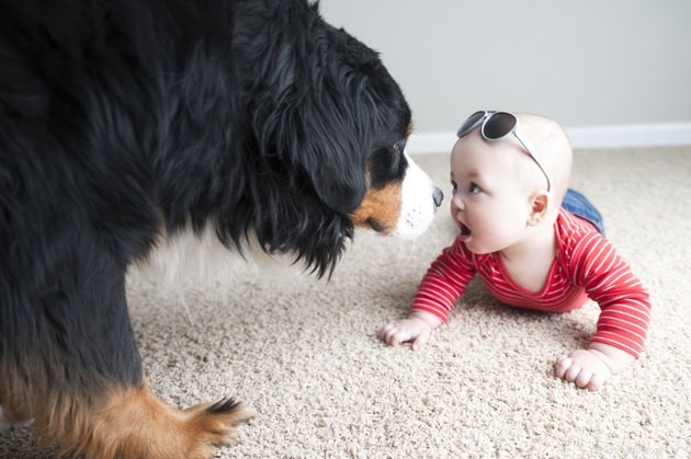 Critical Factors to Assess Before Surrendering Your Pet