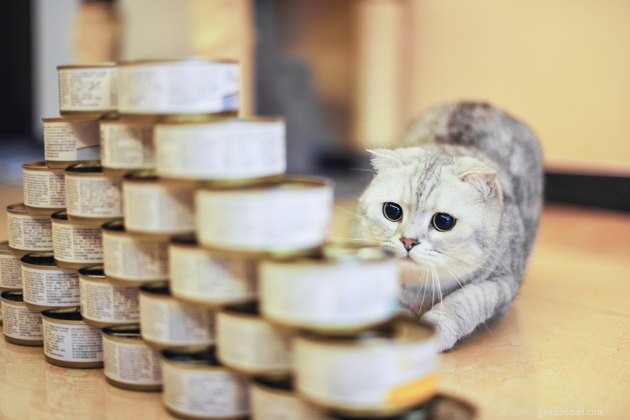 How Long Does Pet Food Stay Fresh? Expert Guide to Shelf Life and Storage