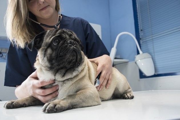 Critical Factors to Assess Before Surrendering Your Pet