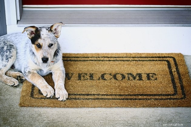 Critical Factors to Assess Before Surrendering Your Pet