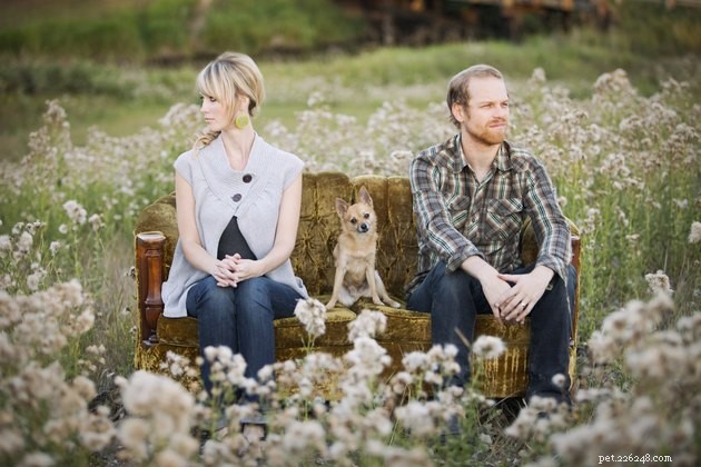 How Courts Determine Pet Custody in Divorce Cases