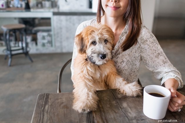 Safe Easter Leftovers for Pets: What to Share and What to Avoid