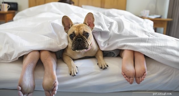 How Courts Determine Pet Custody in Divorce Cases