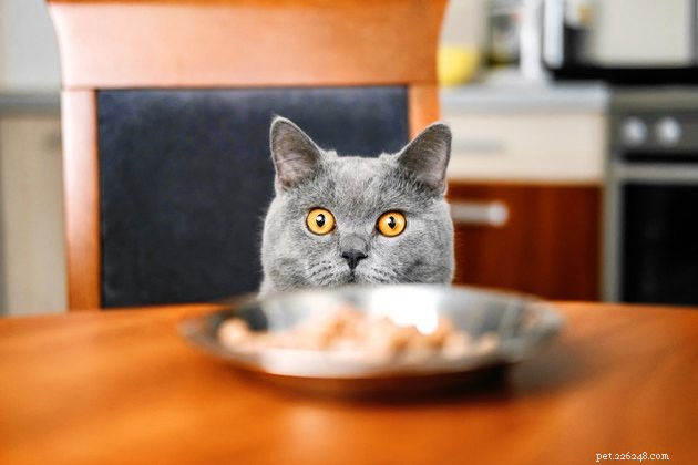 Hot vs. Cold: What Your Cat or Dog Prefers