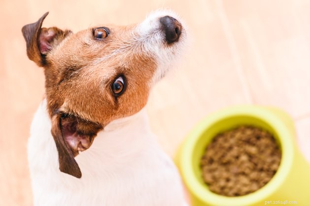 Hot vs. Cold: What Your Cat or Dog Prefers