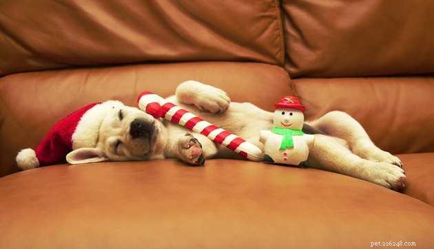 Celebrate the Holidays with Your Pets: Practical Tips for a Joyful Season