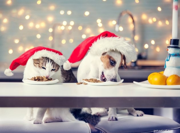 Celebrate the Holidays with Your Pets: Practical Tips for a Joyful Season