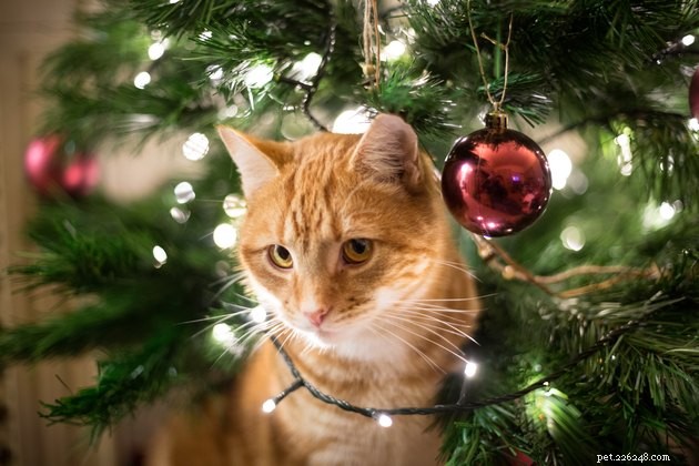 Celebrate the Holidays with Your Pets: Practical Tips for a Joyful Season