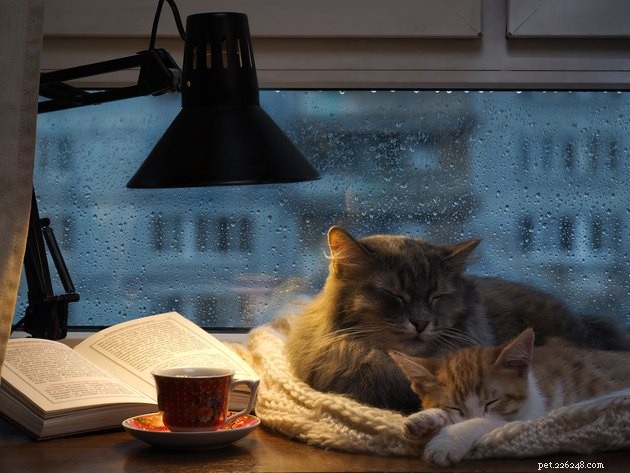 Create a Cozy Pet Retreat in Small Spaces: Expert Tips for Apartment Owners