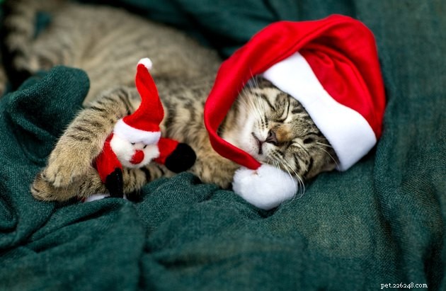 Celebrate the Holidays with Your Pets: Practical Tips for a Joyful Season