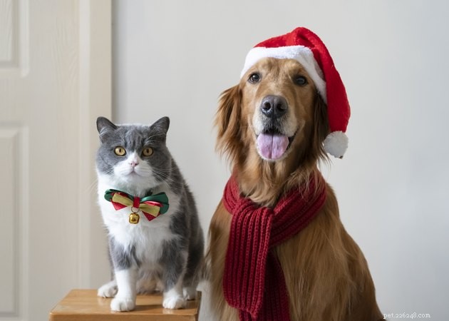 Celebrate the Holidays with Your Pets: Practical Tips for a Joyful Season