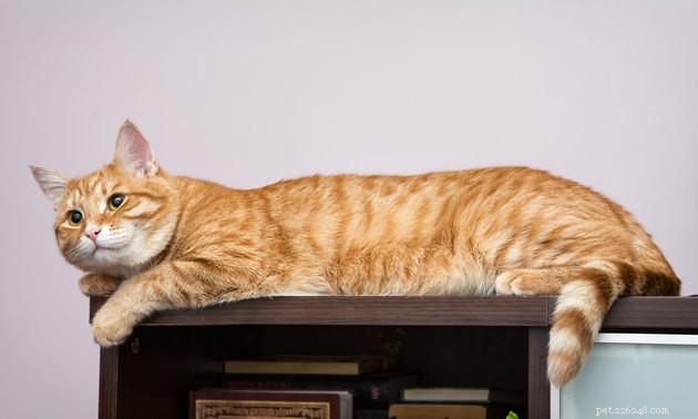 Create a Cozy Pet Retreat in Small Spaces: Expert Tips for Apartment Owners
