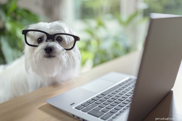 Predicted Pet Trends for 2019: What to Expect