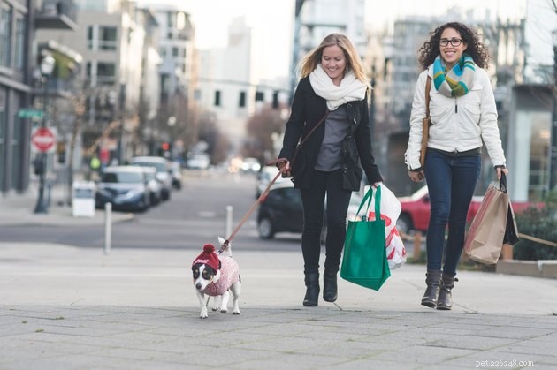 Predicted Pet Trends for 2019: What to Expect