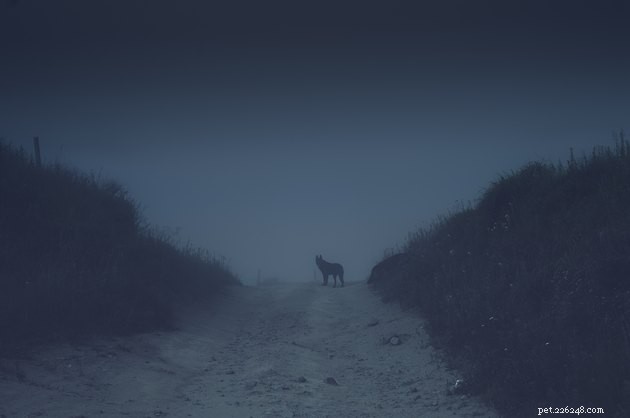 11 Famous Sites Rumored to Be Haunted by Animal Spirits